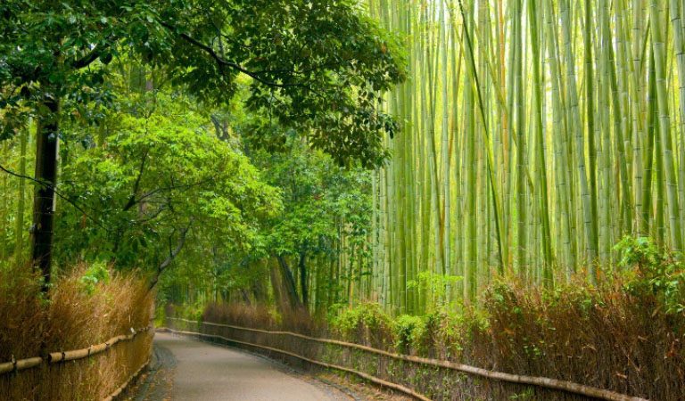 Arashiyama Bamboo Street