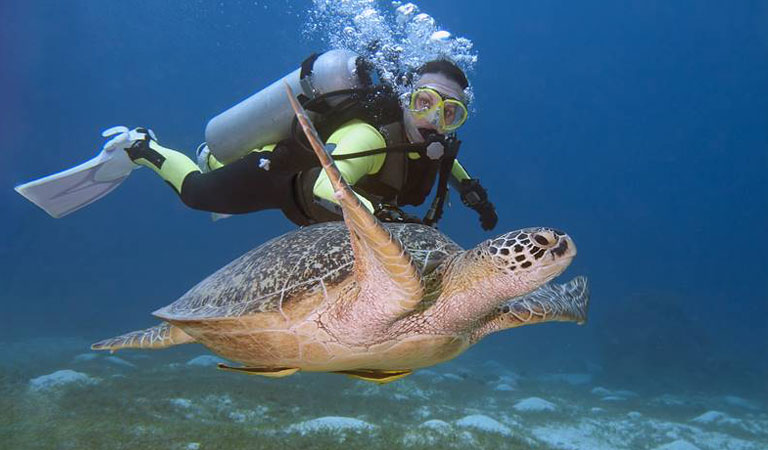Filipíny Palawan Island želvy