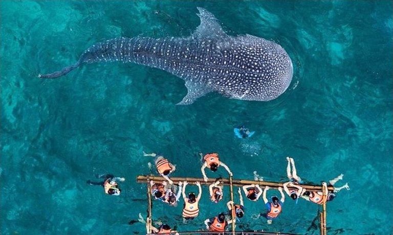 Filipíny žralok velrybí2